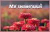 MV เพลงงามแต๊ (ภาพธรรมยาตราปีที่ 10 วันที่ 2 - 31 ม.ค. พ.ศ. 2565)